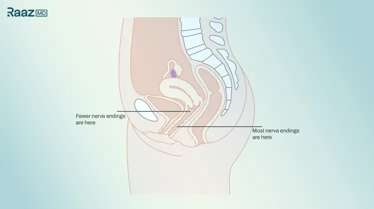 Cross-section diagram of female reproductive anatomy showing most nerve endings concentrated in the outer one-third of the vagina and fewer nerve endings deeper inside - RaazMD